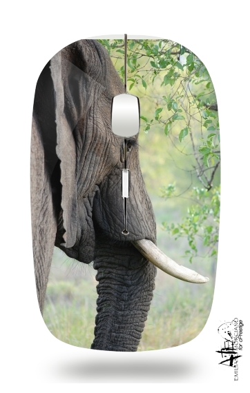 Souris Elephant