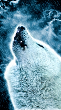 coque A howling wolf in the rain