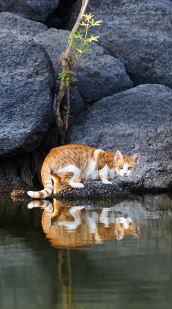 coque  Reflet chat dans l'eau d'un étang 