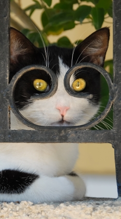 coque chat avec montures de lunettes, elle voit par la clôture en fer forgé