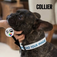 acheter Collier pour chien