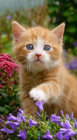 coque Bébé chaton mignon marbré rouge dans le jardin