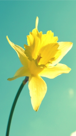 coque Daffodil