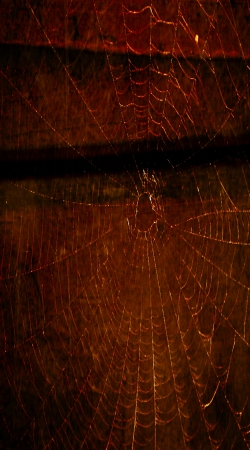 coque Dark Web