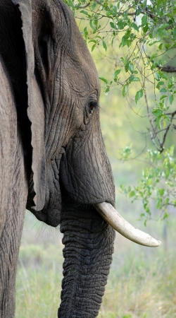 coque Elephant