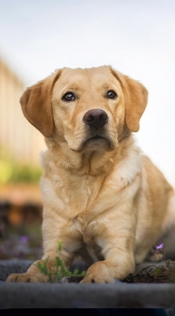 coque Labrador Dog