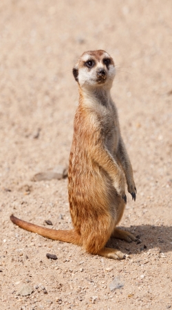 coque Meerkat