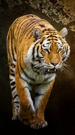 coque Siberian tiger