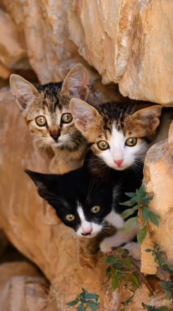 coque Trois petits chatons mignons dans un orifice d'un mur