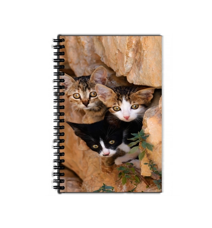 Cahier Trois petits chatons mignons dans un orifice d'un mur
