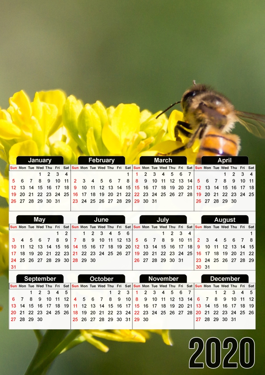 Calendrier A bee in the yellow mustard flowers