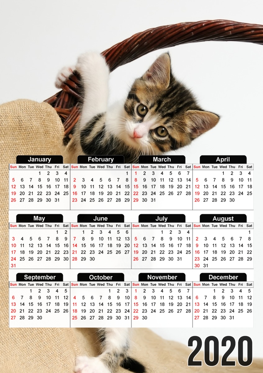 Calendrier Bébé chat, mignon chaton escalade 30x43cm géant à