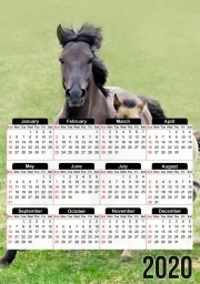 calendrier-photo Chevaux poneys poulain