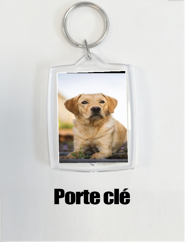 Porte Labrador Dog