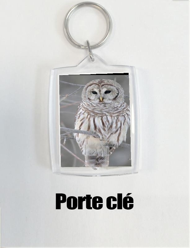 Porte owl bird on a branch