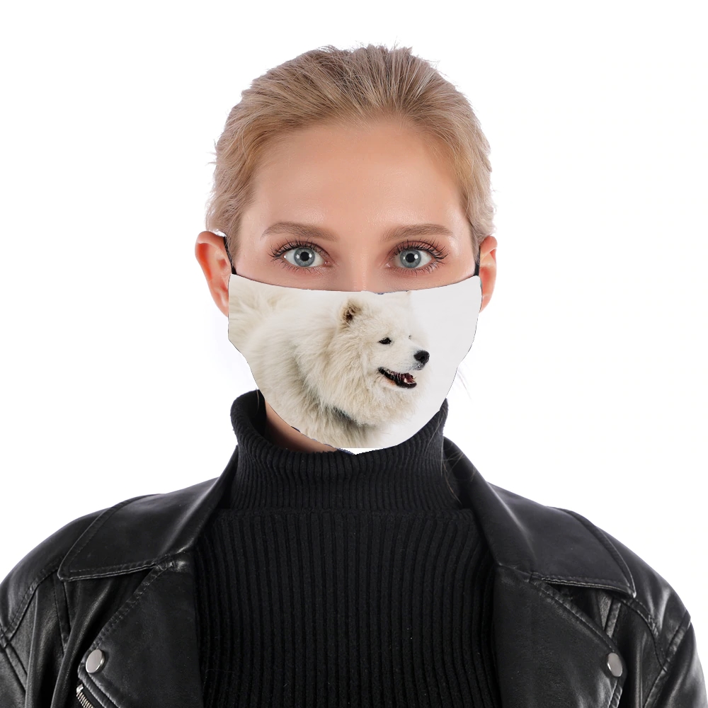 Masque samoyede dog