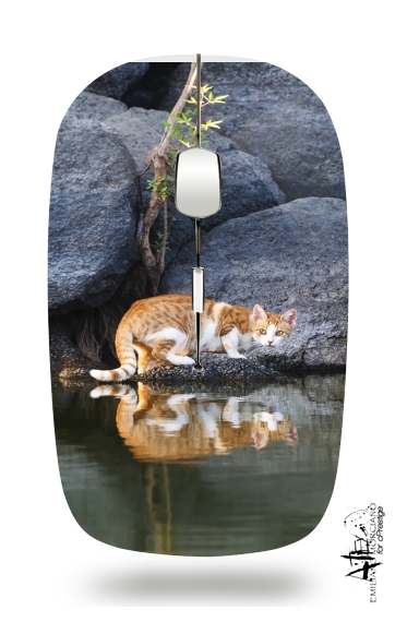 Souris  Reflet chat dans l'eau d'un étang 