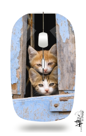 Souris Petits chatons mignons à la fenêtre ancienne