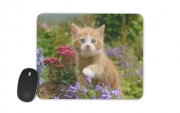 Tapis De Souris Bébé chaton mignon marbré rouge dans le jardin