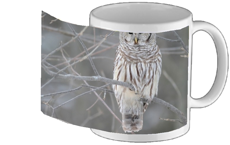 Mug owl bird on a branch
