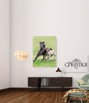 poster-30-40 Chevaux poneys poulain
