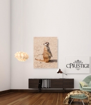 poster-30-40 Meerkat