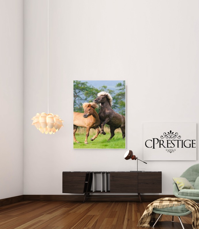 Poster Deux chevaux islandais cabrés, jouent ensemble dans le pré