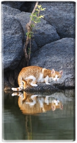 Batterie  Reflet chat dans l'eau d'un étang 
