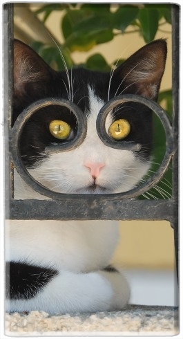 Batterie chat avec montures de lunettes, elle voit par la clôture en fer forgé