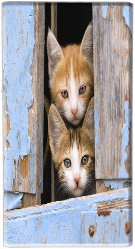 Batterie Petits chatons mignons à la fenêtre ancienne