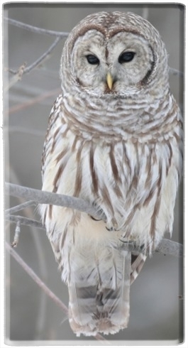 Batterie owl bird on a branch