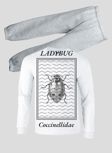 Pyjama Ladybug Coccinellidae
