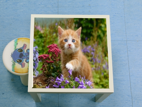 Table Bébé chaton mignon marbré rouge dans le jardin