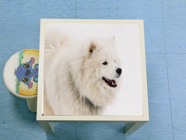 Table samoyede dog
