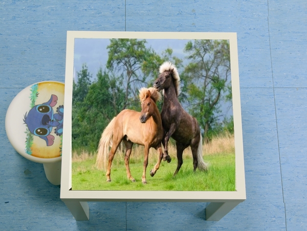 Table Deux chevaux islandais cabrés, jouent ensemble dans le pré
