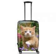 valise-format-cabine Bébé chaton mignon marbré rouge dans le jardin